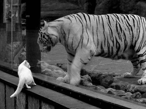 从气动迷宫到铁箱革命,哈斯如何用一场不漂亮的胜利,在技术暗巷中击败雷诺