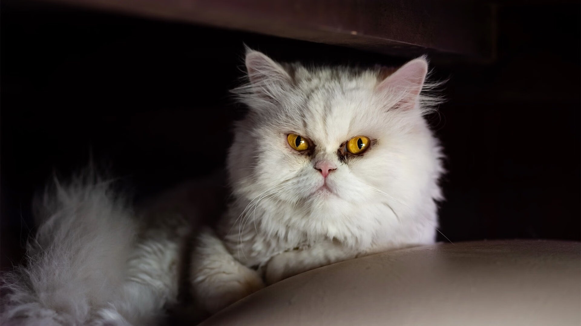 爱游戏官方-龙吟纽约，周琦三分如雨，猛龙主场力克尼克斯