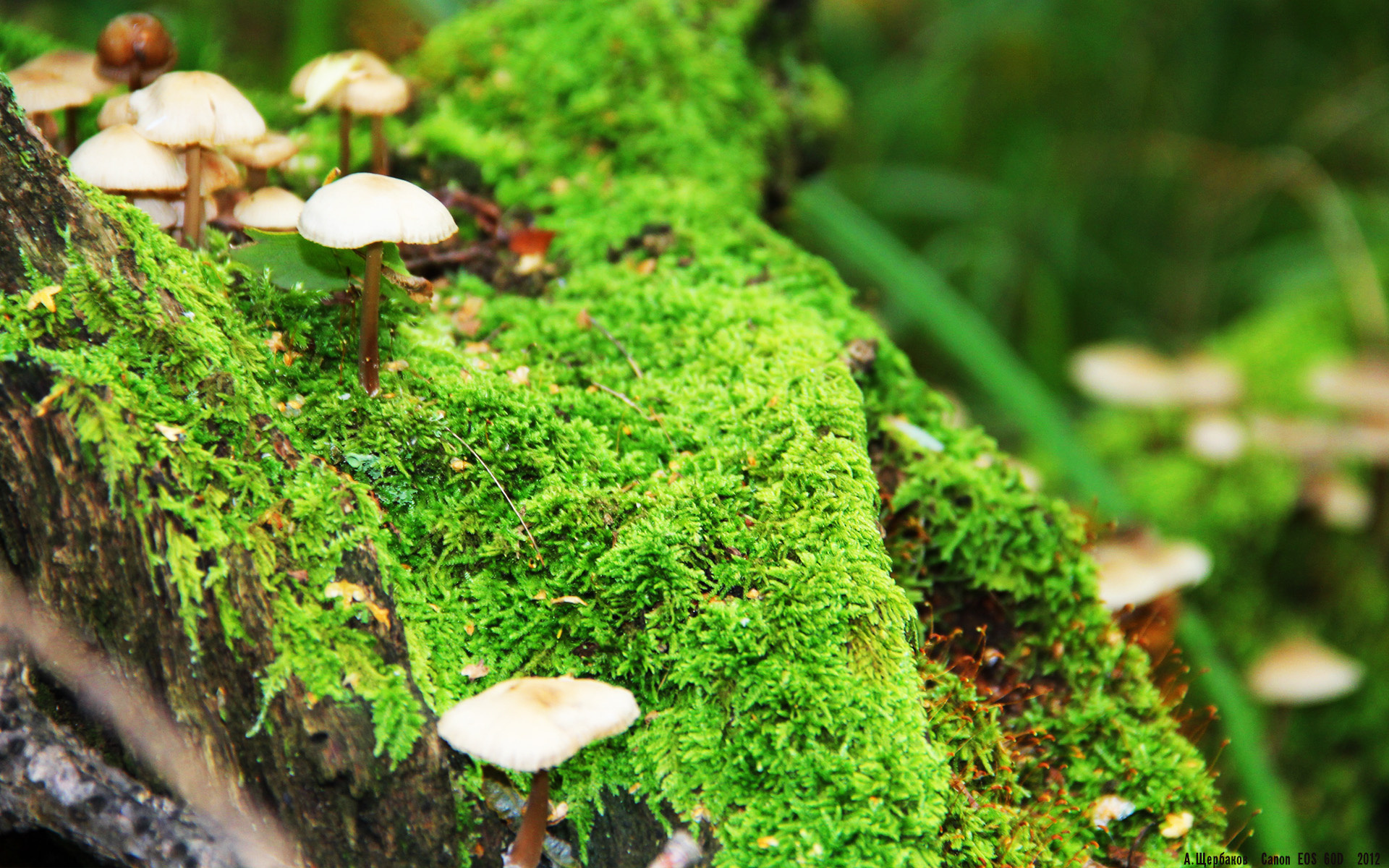 北非风暴点燃马德里，当摩洛哥的沙漠热浪席卷万达大都会