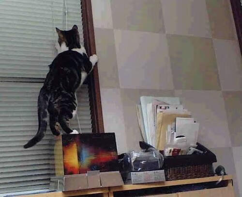 星火与冠冕，格纳布里，今夜请为拜仁点燃