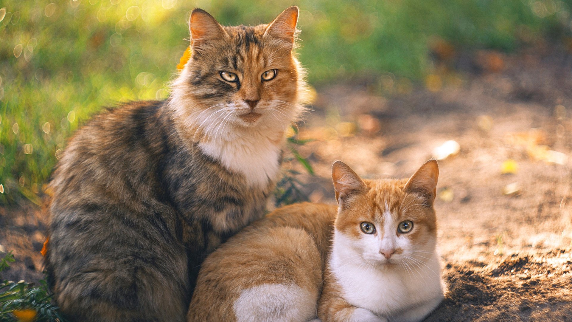 速度与篮筐的对决，当F1争冠硝烟撞破篮球场—记山西队雷霆战役的唯一性