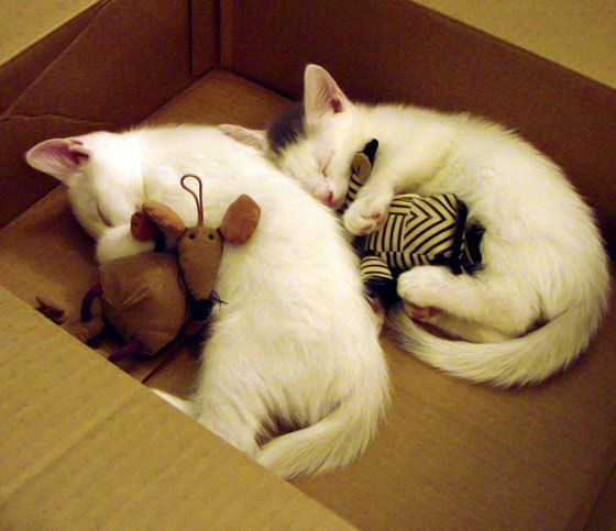 和平之战，乌克兰力克伊朗，基米希一记妙传疗愈战争创伤