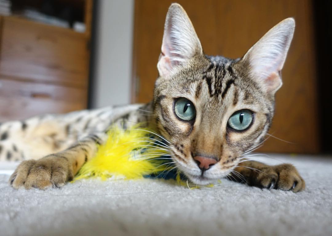 重铸王冠，一场与加纳足球幻影的秩序之战