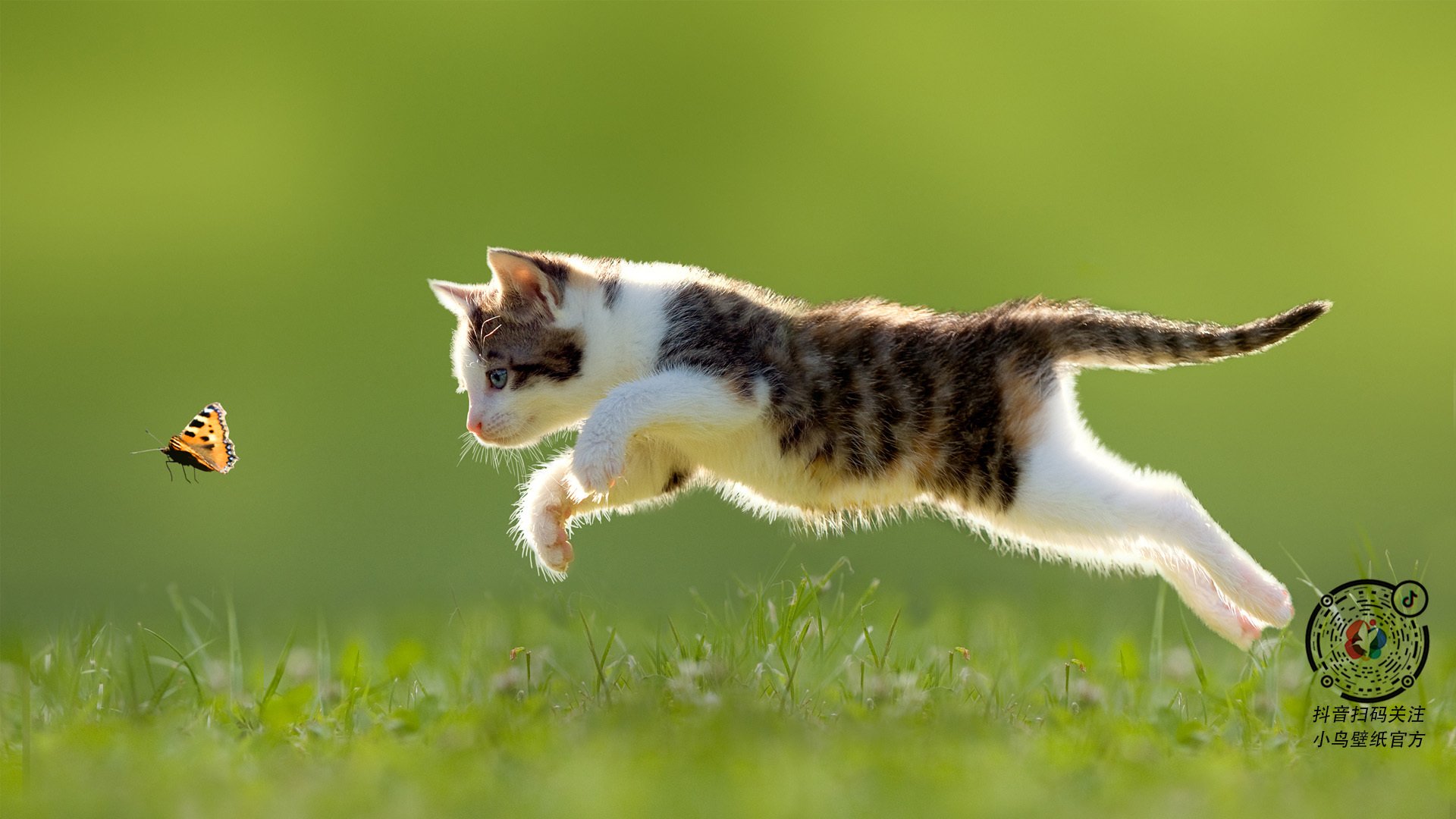 速度与技巧的暗夜对决,当F1弯道哲学照亮NBA进攻艺术