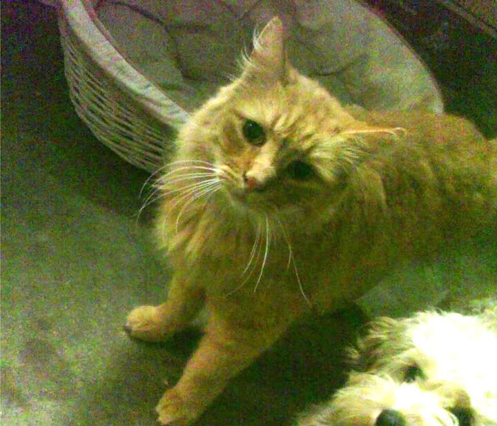 他世界的蝴蝶扇动风暴，当乔治接管西决，新疆队被独行侠冲垮