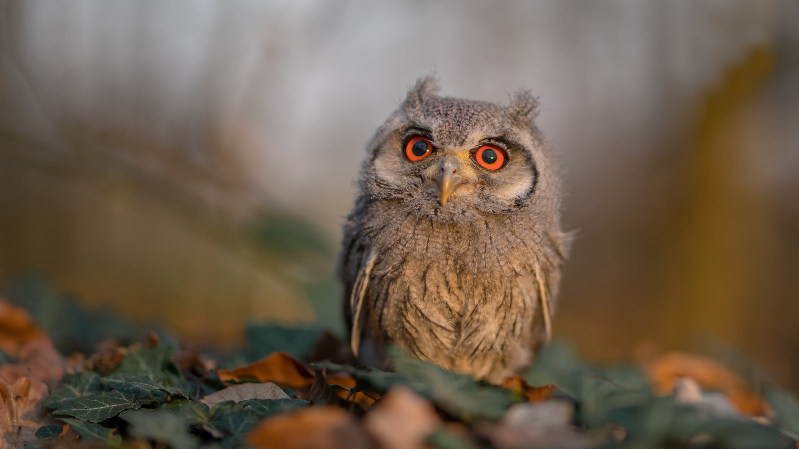 跨界爆冷，上海队奇幻夜，小贾伦东决关键战封神接管