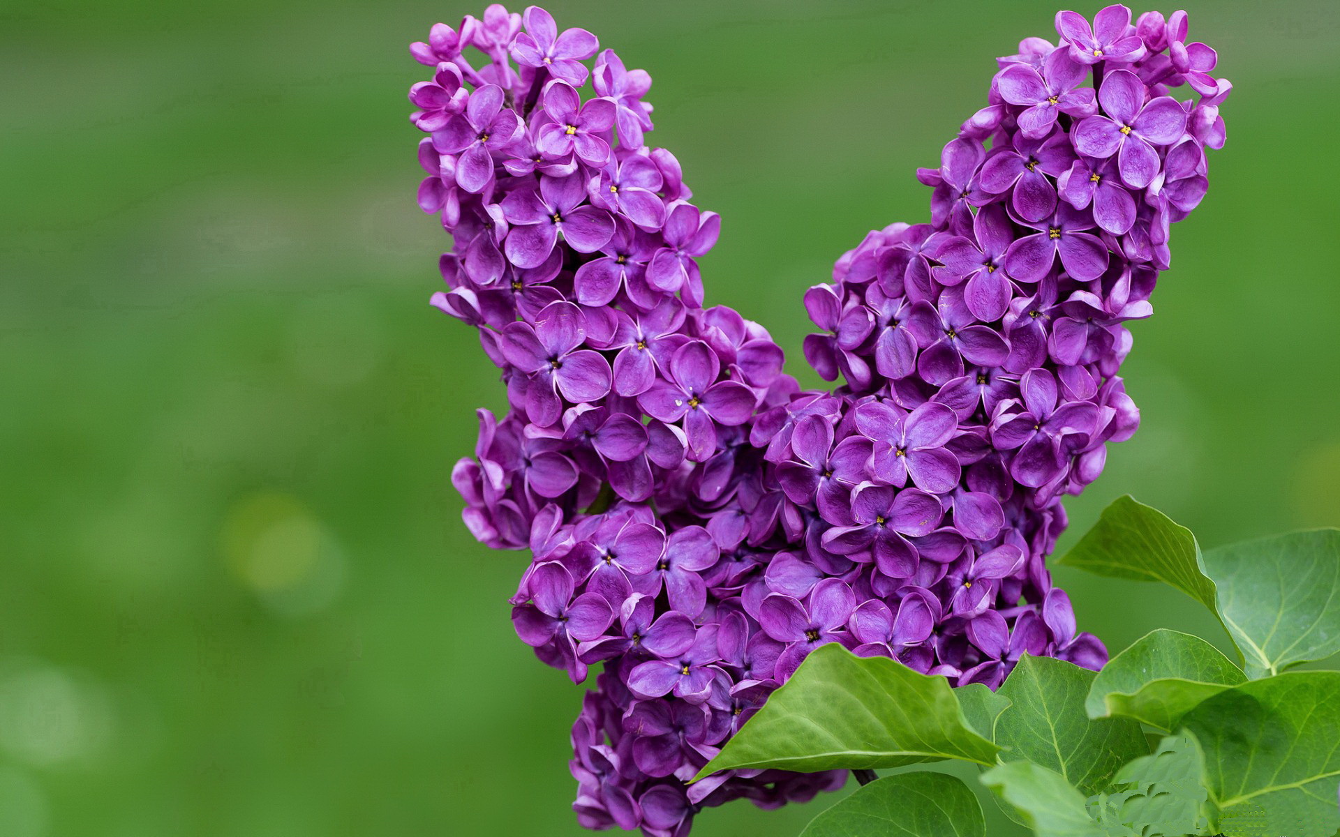 霍勒迪关键先生本色尽显，湖人爆冷客胜公牛终结连败