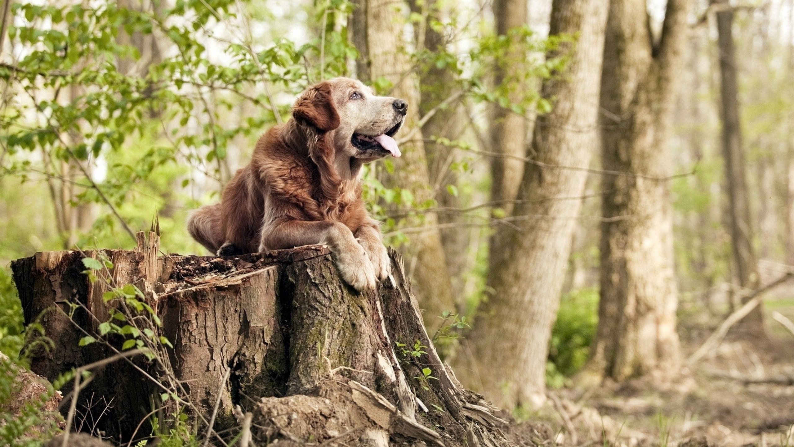 当橙色风暴遭遇白色坎特，荷兰的控球哲学在加拿大隐形墙前失灵