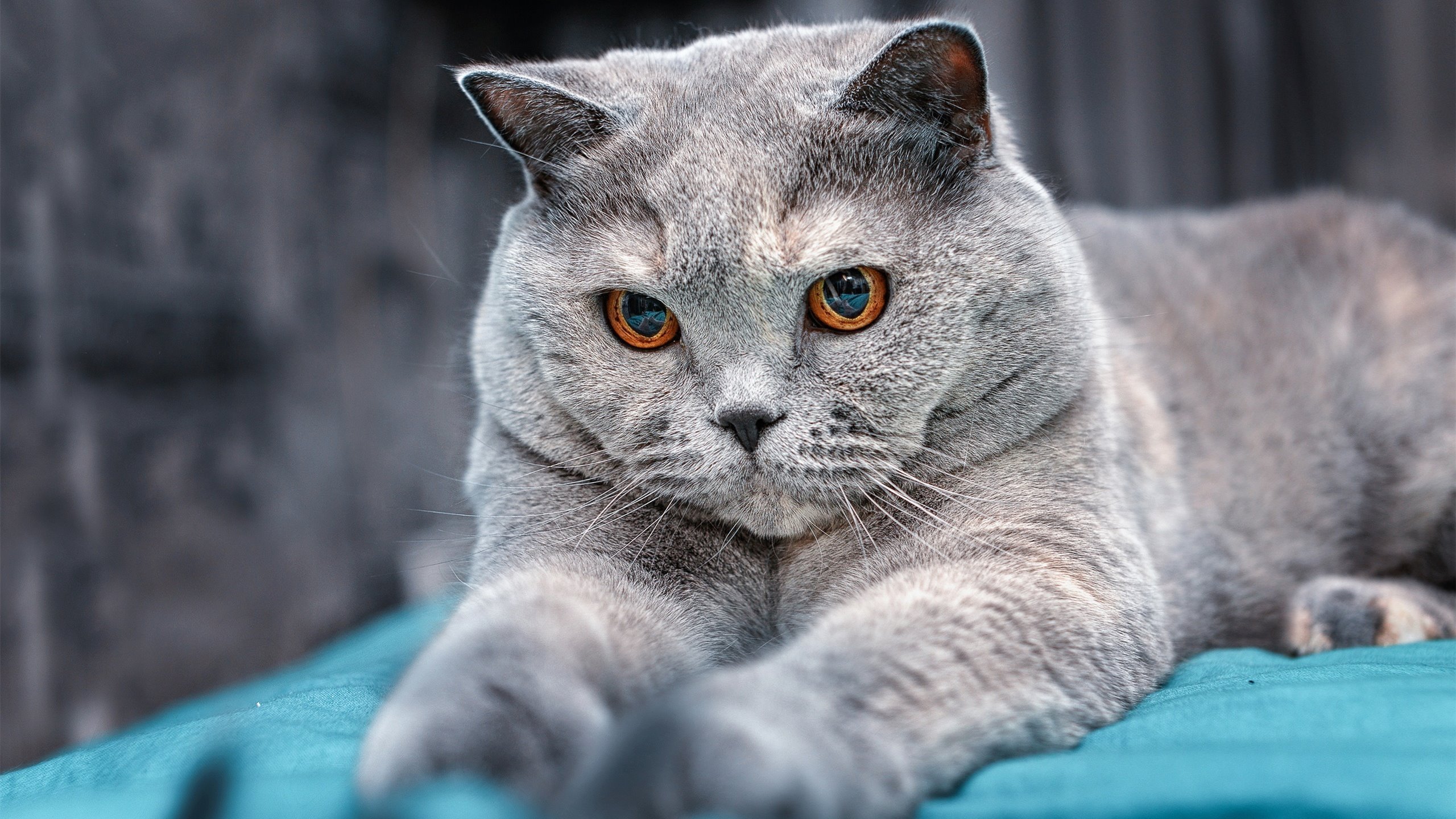 稳定输出！杰伦格林引领独行侠击败公牛