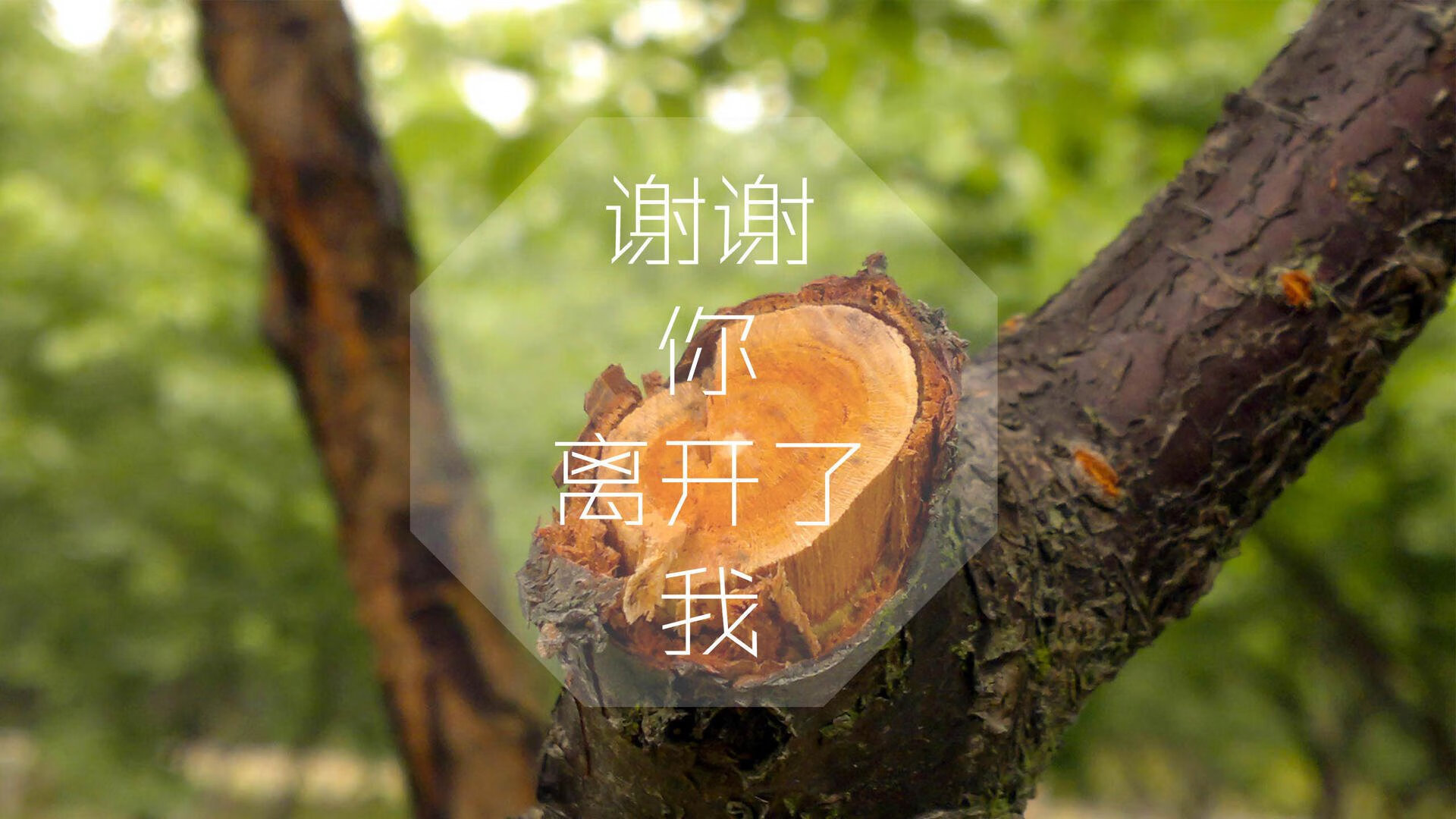 多特蒙德的凛冬复仇，2026世界杯，比利时的钢铁防线与波兰的反击利刃