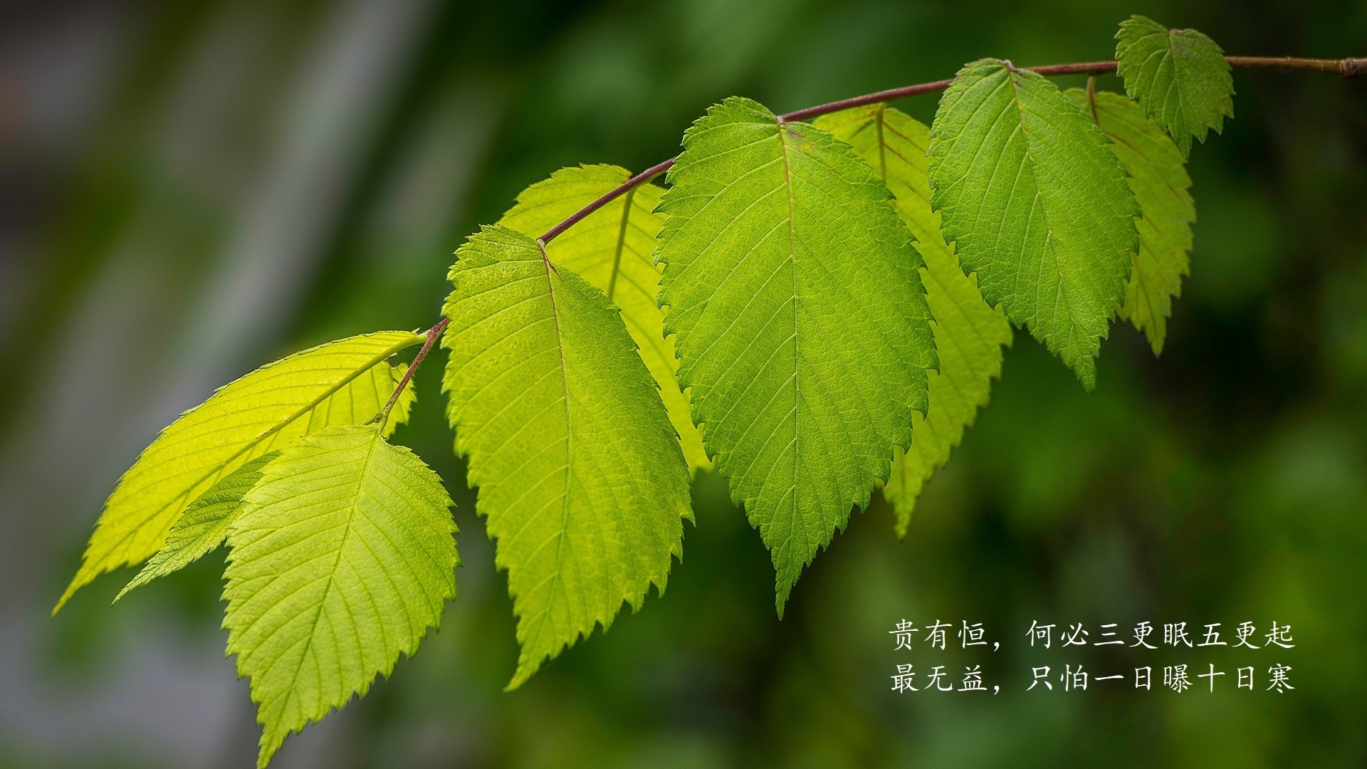 关键战中的唯一性,阿诺德临场妙手,加拿大风暴席卷奥地利