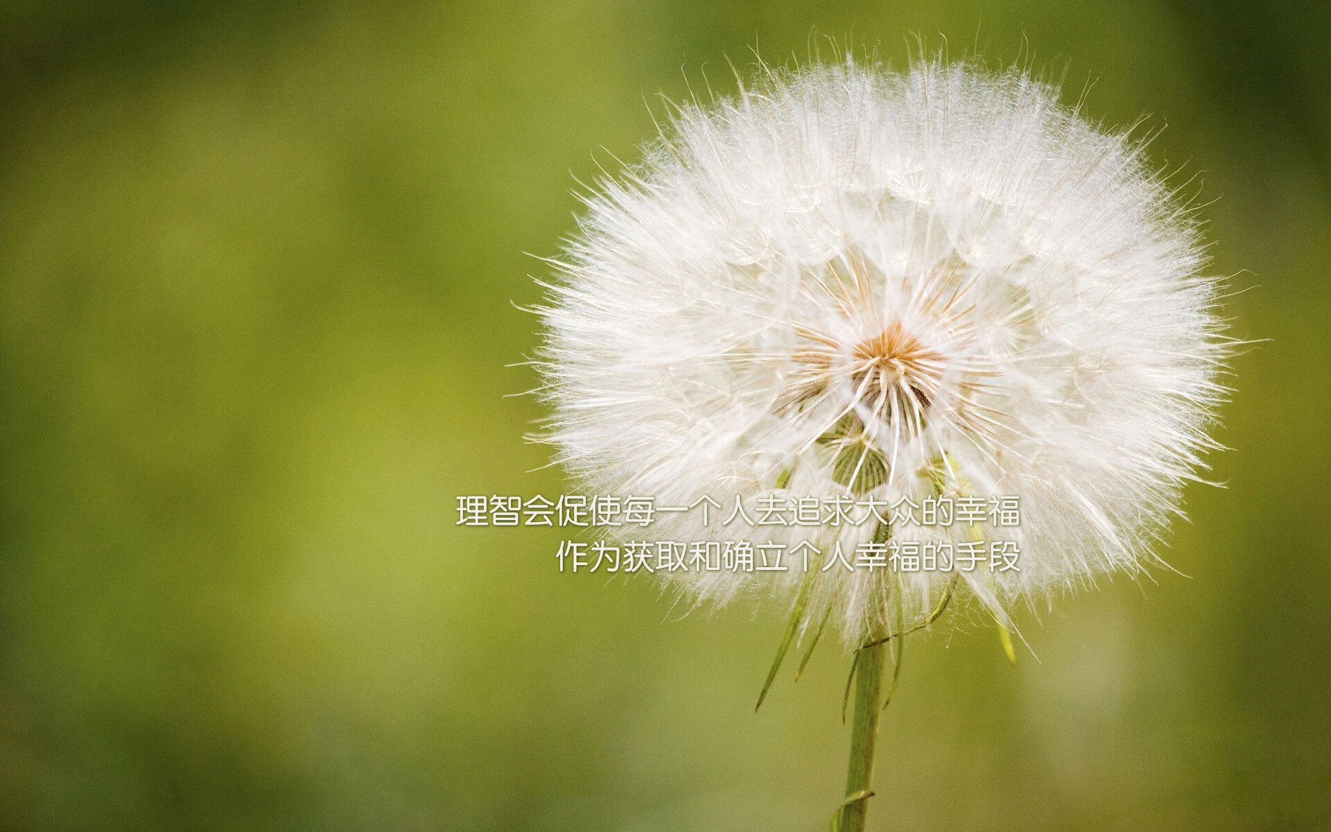 当体系被秩序碾碎,2026世界杯D组的闪电战与罗马尼亚足球的终极复仇